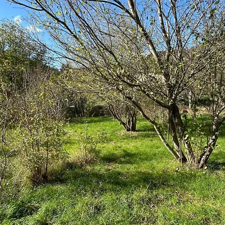 Alpehytte Sur Terrain Arbore *